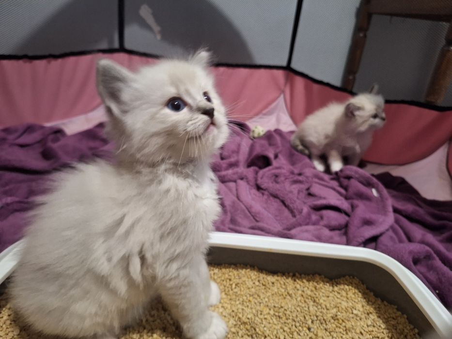 Ragdoll- chłopczyk blue point mitted lynx