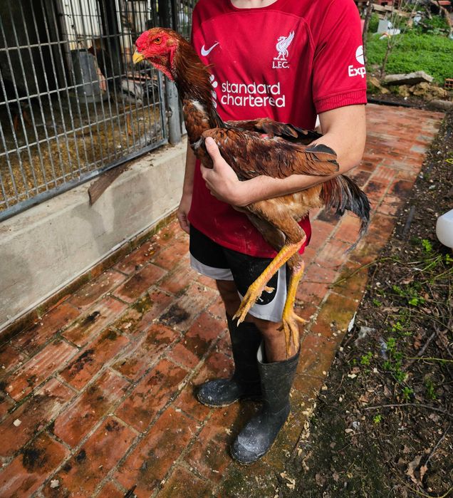 Indio Gigante Brasileiro