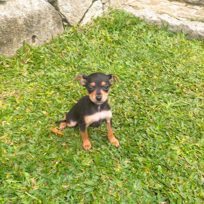 Pinscher fêmea última
