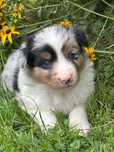 Piesek border collie  - blue merle