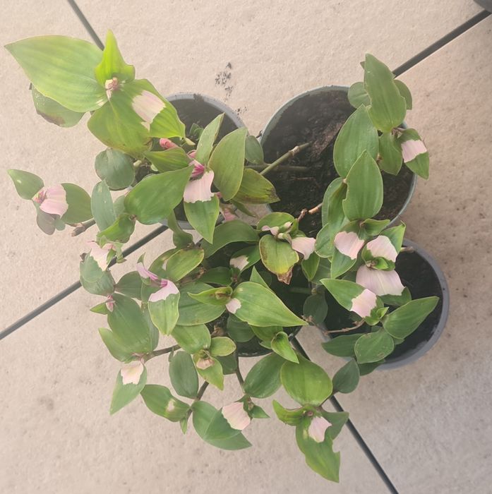 Rumieniec Panny Młodej sadzonka trzykrotka