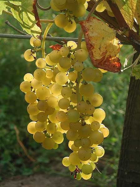 Zestaw 25 sztuk Muscat Odesskij na białe wino