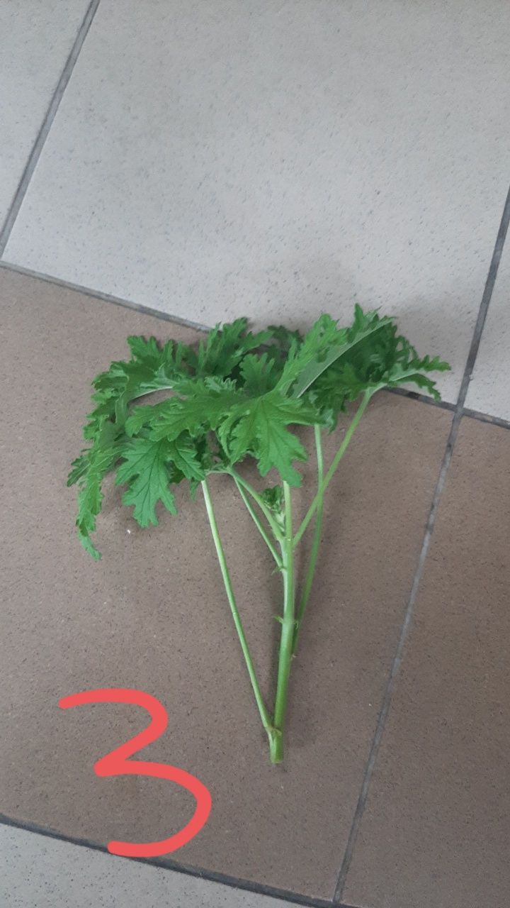 Pelargonia pachnąca Geranium Anginka szczyt