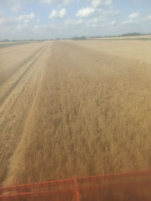 Jęczmień ozimy Sandra 2025 wysoki MTZ