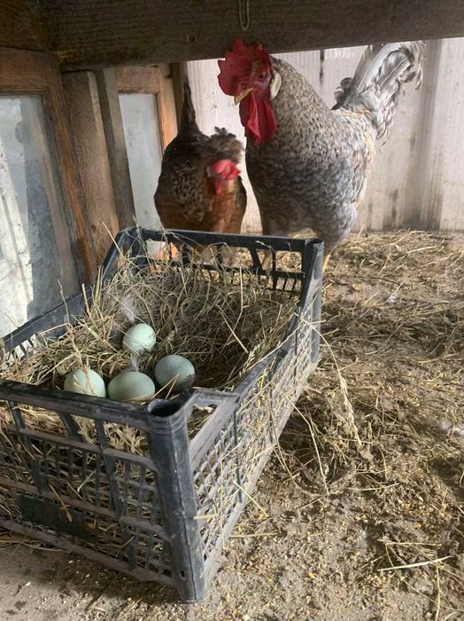 Інкубаційні яйця