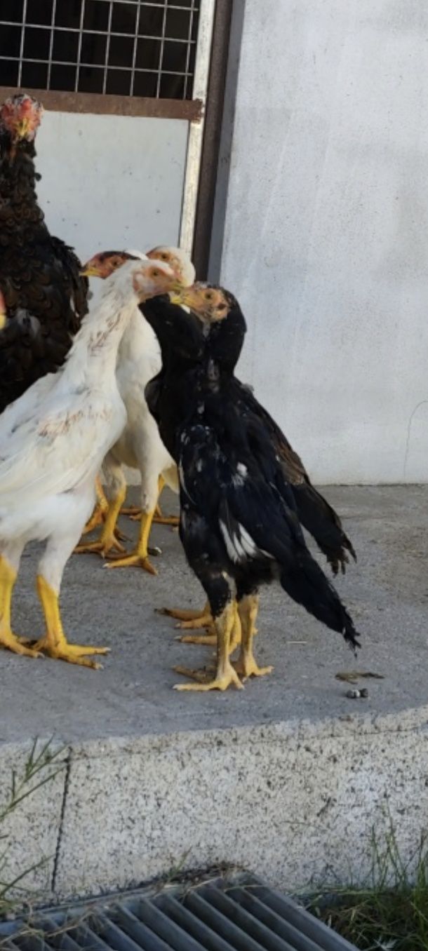 Franguinhos shamos