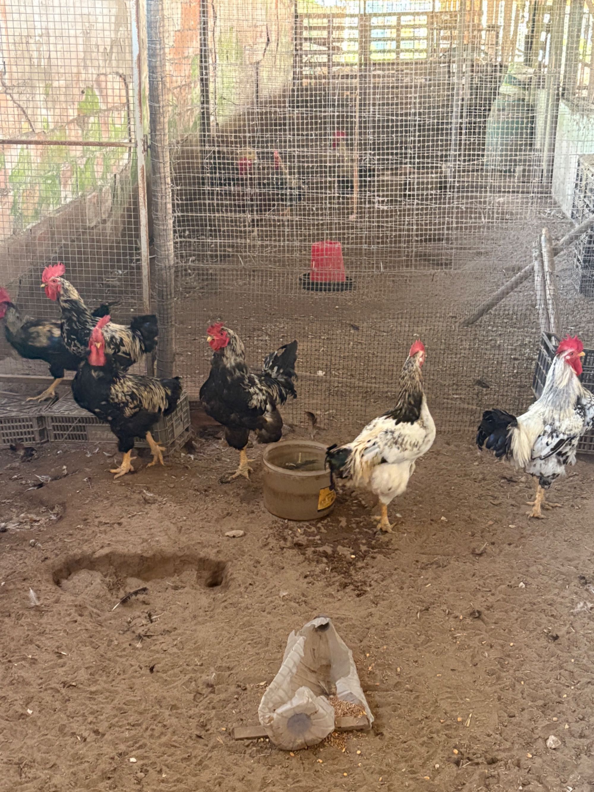Galos caseiros e novos