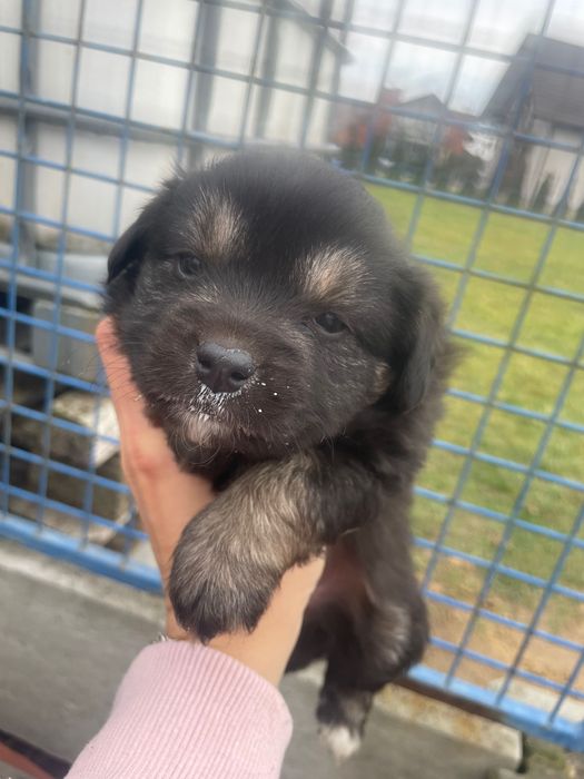 Oddam suczki w dobre ręce