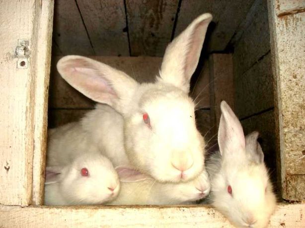 НЕДОРОГО!!!Продам мясных кроликов(крольчат) Паннон, Новозеландцы НЗБ