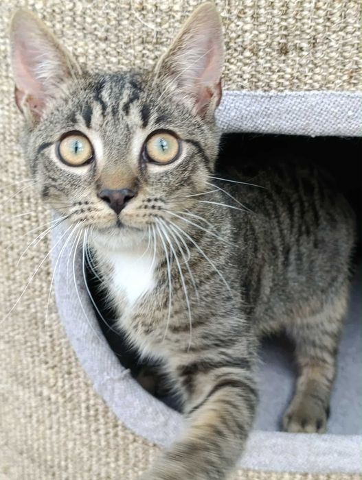 Ptyś - słodziak do adopcji