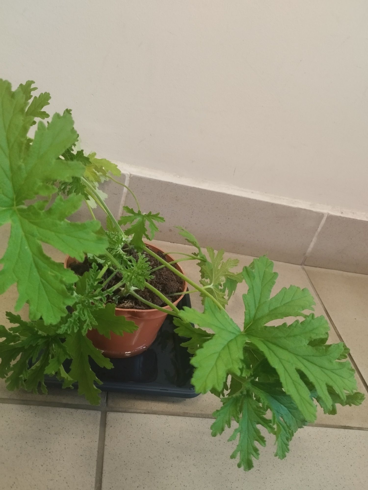 Geranium - anginka. Dwie duże szczepki w jednej doniczce.
