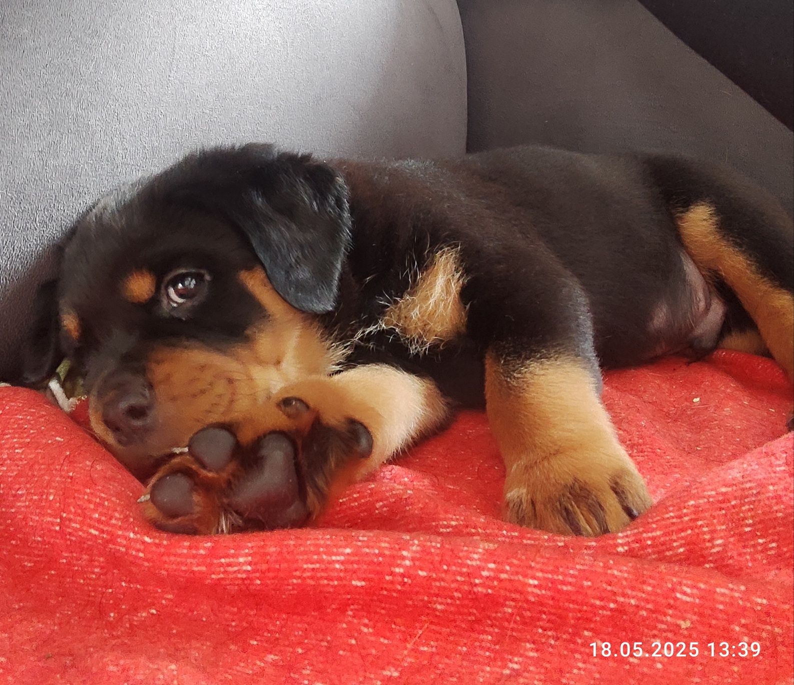 Rottweiler szczenię FCI samiec