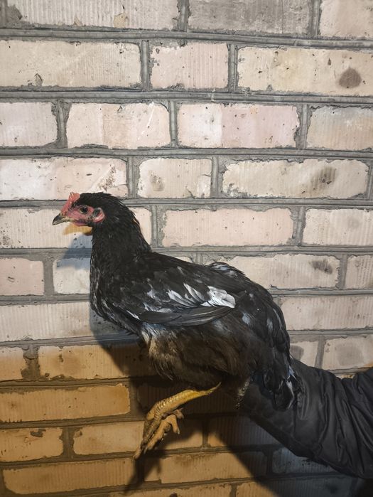 Молодые  петушки