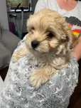 Piesek Maltipoo do odbioru początkiem lipca