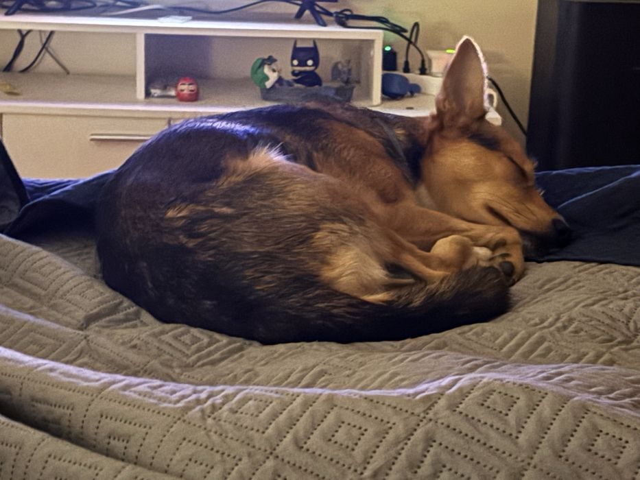 Cao de pequeno porte para adopçao - 9kg