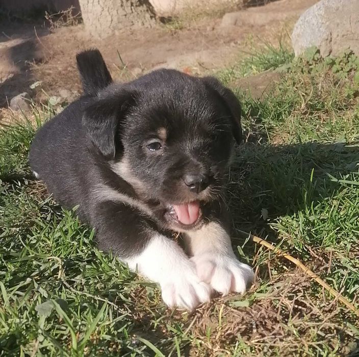 Szczeniaczek szuka domu