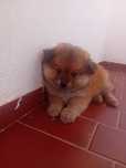 Spitz alemão laranja