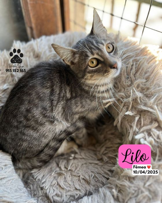 Gatinha tigrada azul para adoção