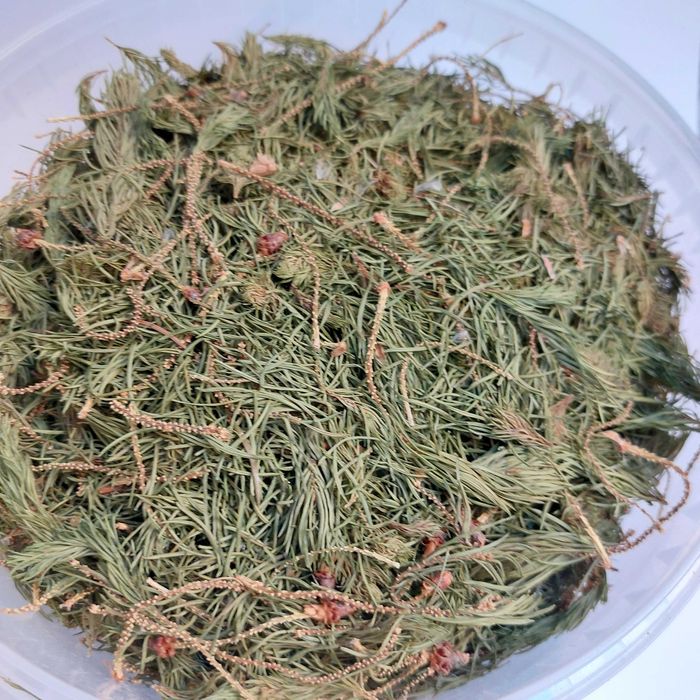 Świerk, młode igły i pędy 500 g