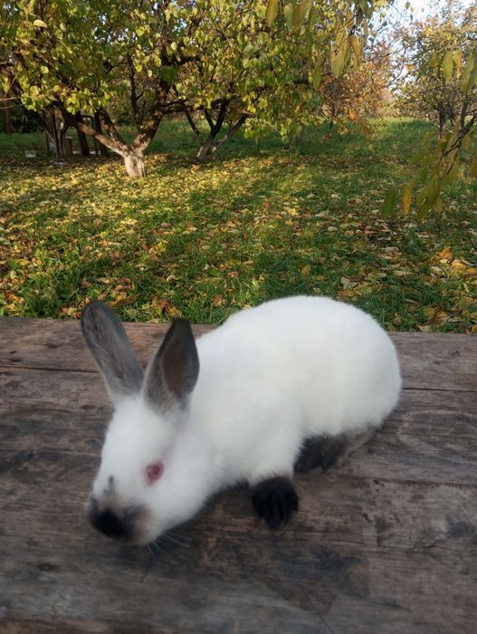 Кролики Каліфорнія