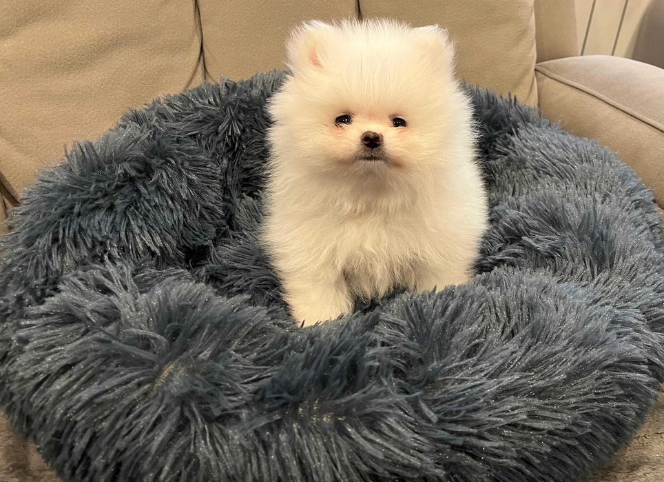 POMERANIAN - piękny, biały chłopak