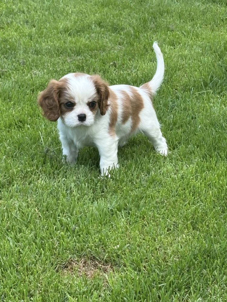 Cavalier King Charles Spaniel ZkwP FCI