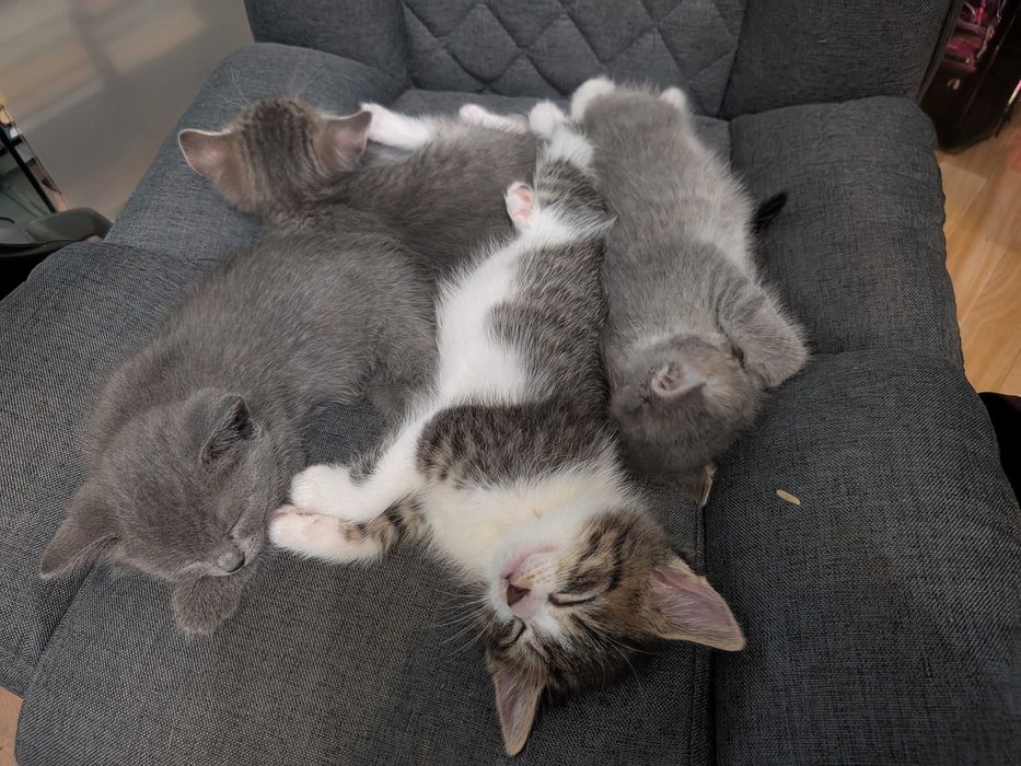 Пухнастики шукають дім