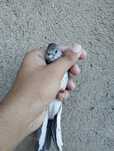 Novas Rolas diamantes