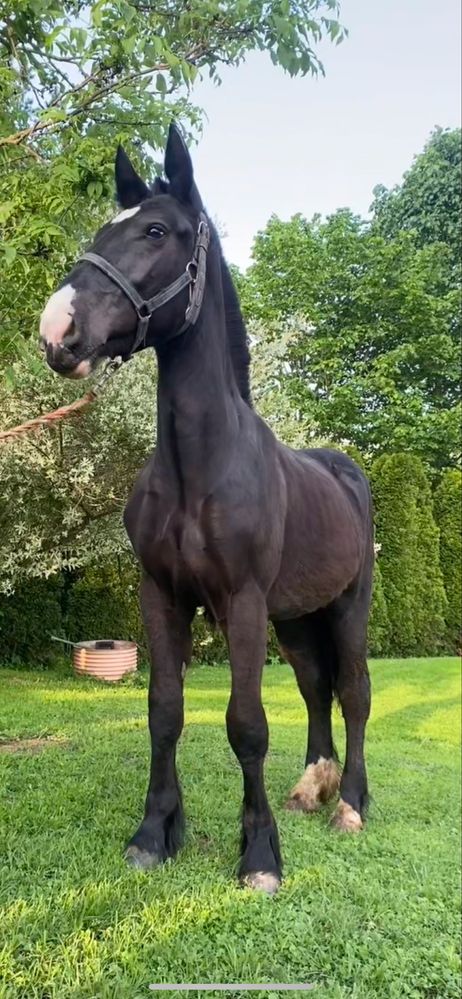 Ogierek zimnokrwisty