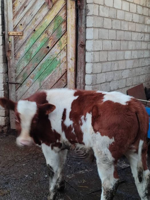 Продам бичка цементал