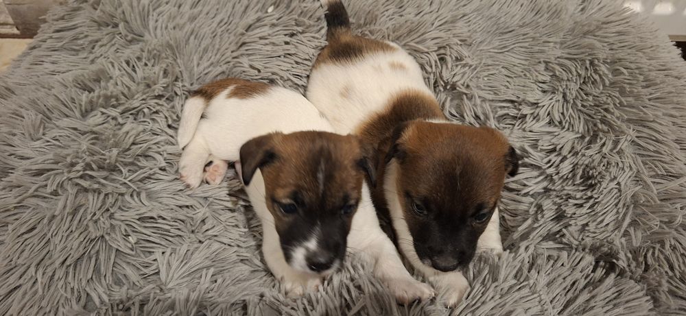 Szczenię jack Russell terrier z metryką