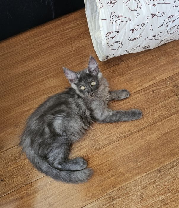 ZAREZERWOWANY. Cudny duży kocurek Charleston as, niebieski dymny