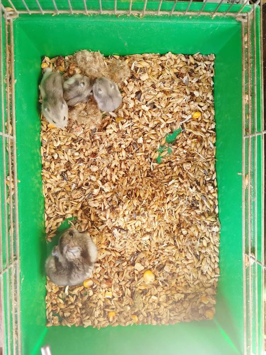 Джунгарский хомяк