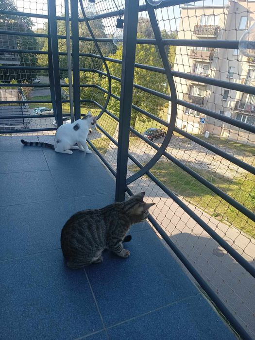 Siatka na balkon, siatka dla kota, siatka przeciw gołębiom