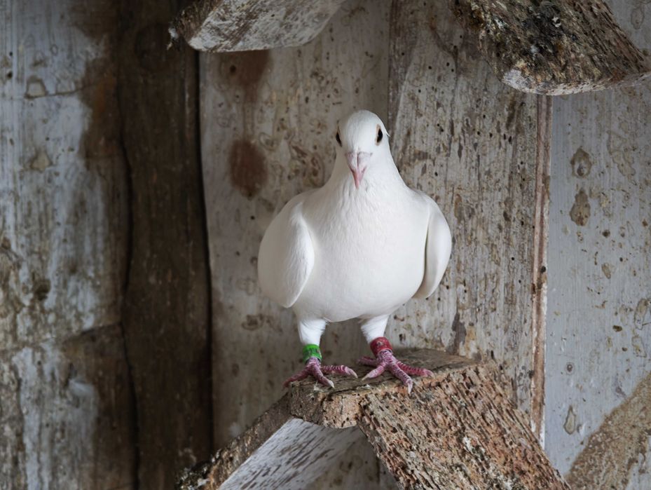 Vendo/solto pombos correios brancos