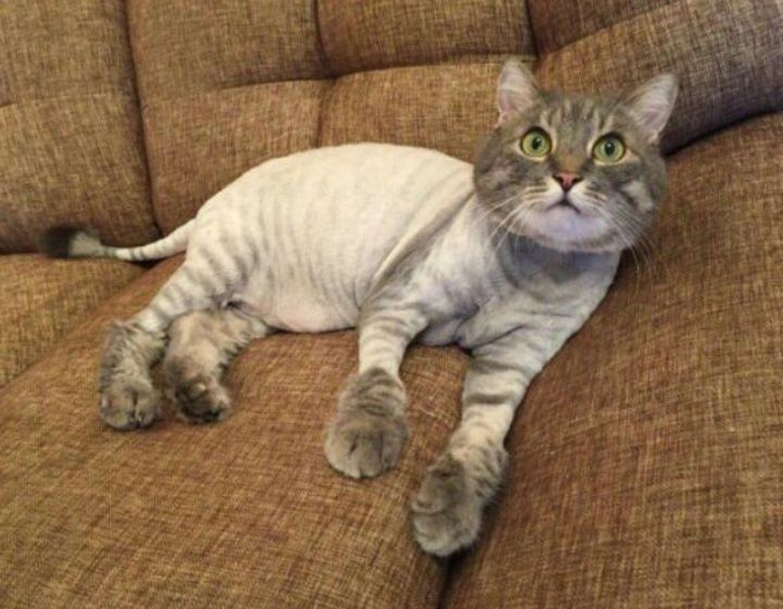 Стрижка котов  и кошек
