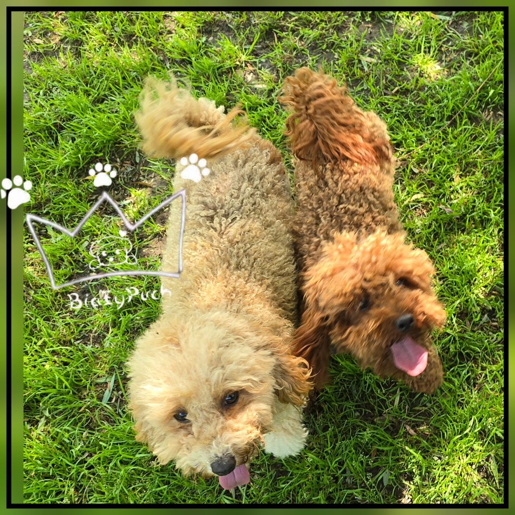 Maltipoo pudel toy red loki białe badania paszport wyprawka