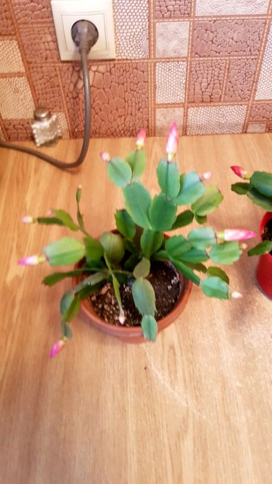 Рождественник с горшком