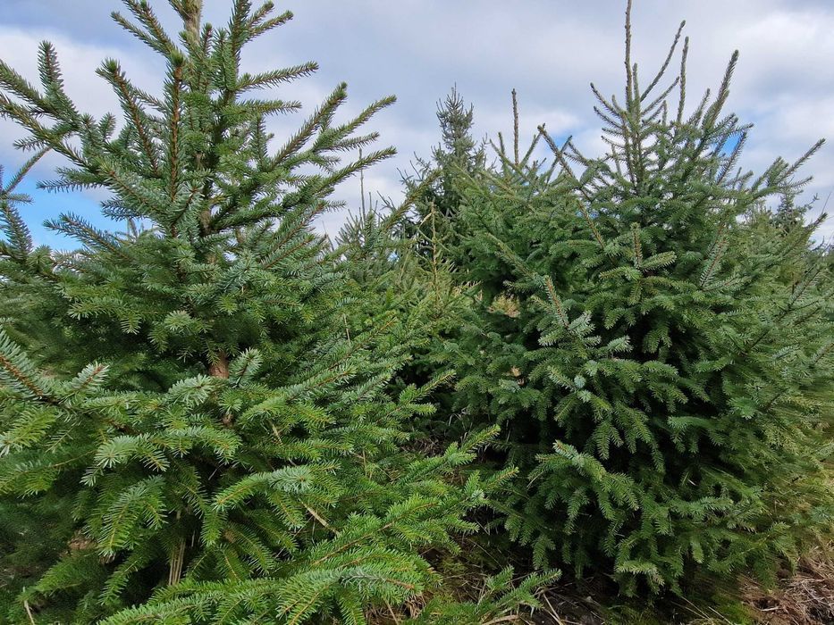 Świerk serbski, Picea OMORICA wys. 150 cm Zamiast Tuji na żywopłot