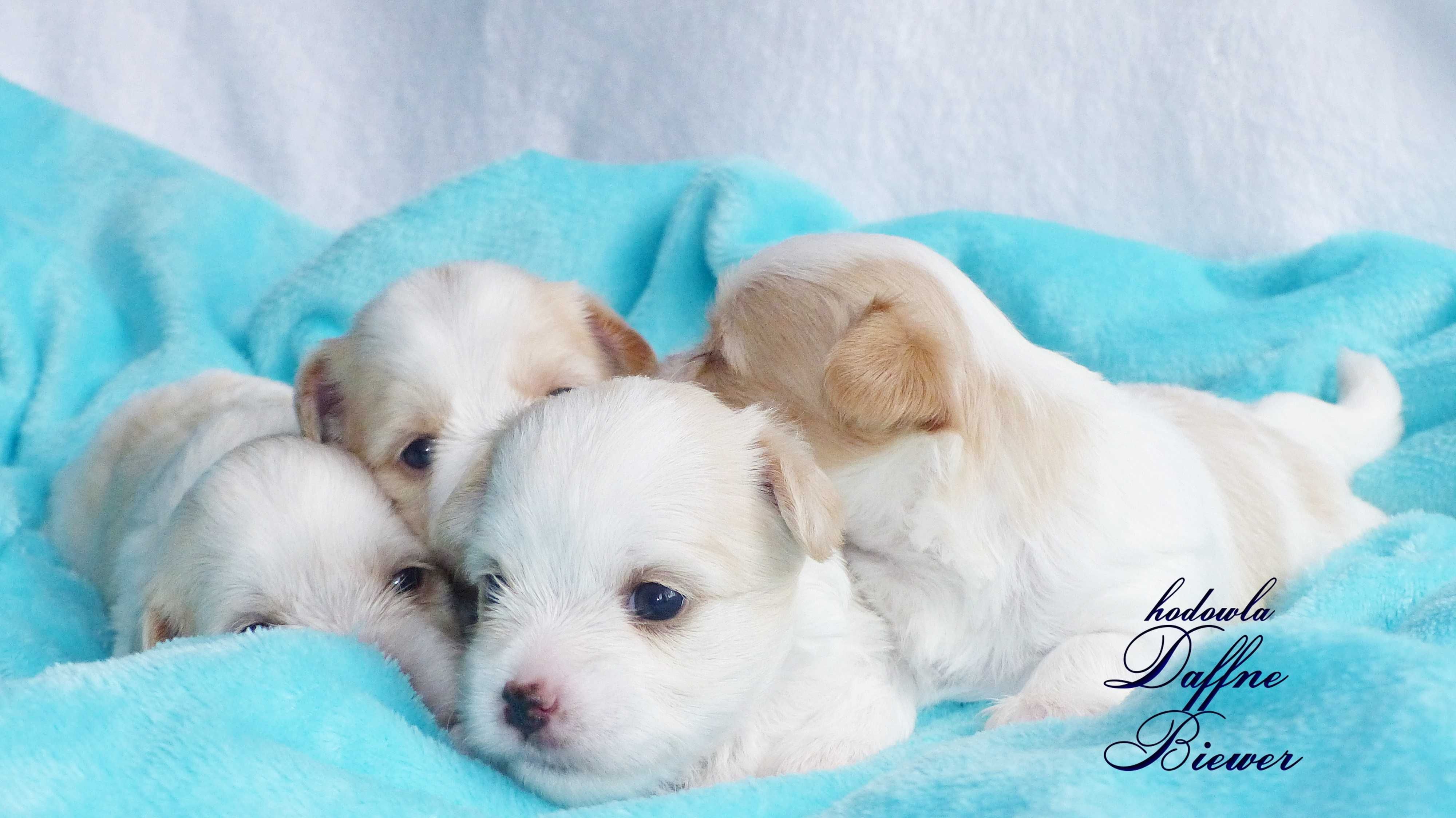 York Golddust Yorkshire Terrier