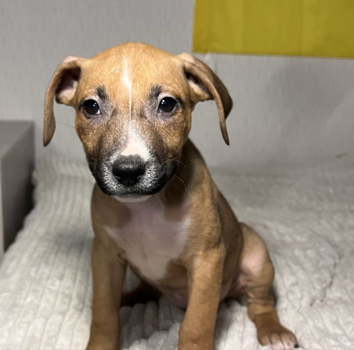 Цуценята амстафа