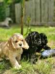 Cocker spaniel Amerykański FCI