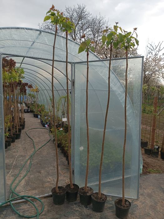 Catalpy klony wierzby, wiśnie japońskie