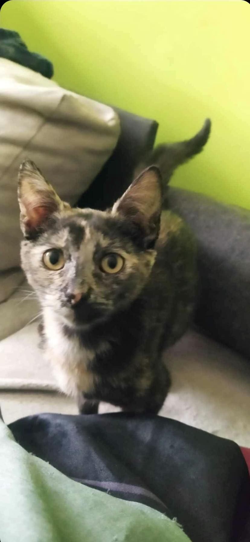 Kot kotek kotka do adopcji