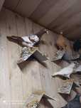 Mulemansy ok 30 sz