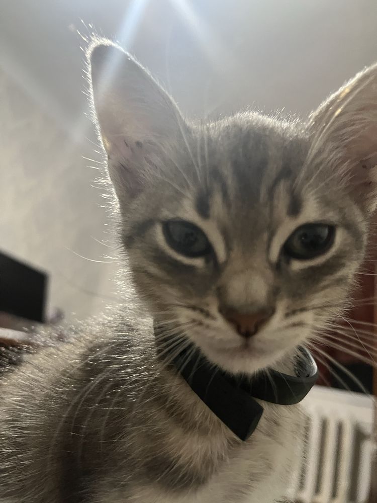 Віддам котика має пару місяців