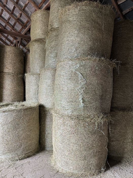 Siano‼️dobrze zbite