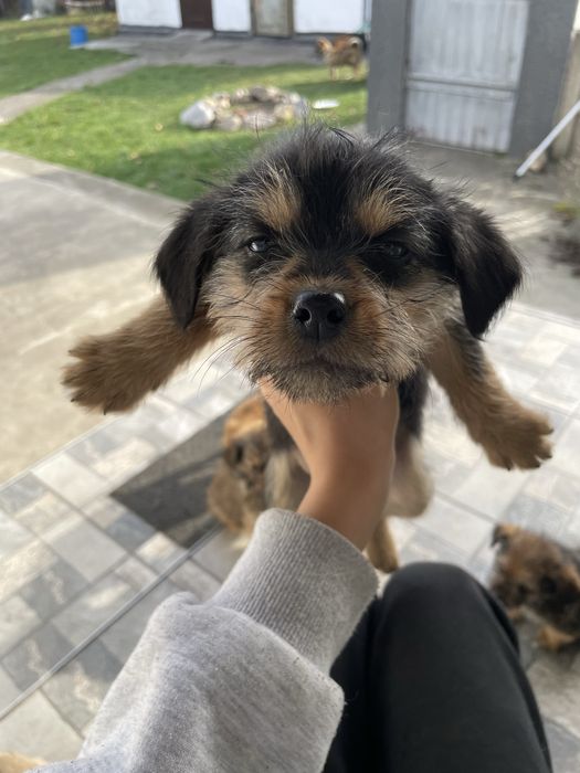 Відаю в добрі руки цуценят