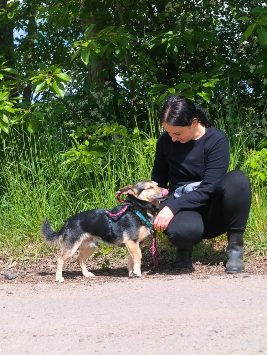 Słodki piesek w typie corgi o dużych uszkach szuka domu