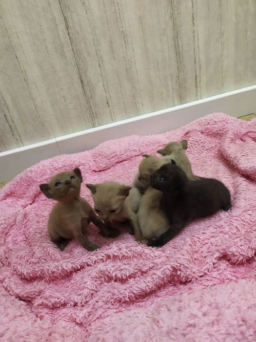 Бурма, бурманские котята